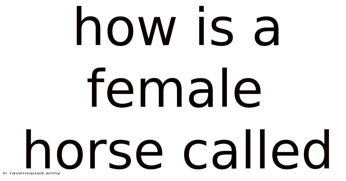 How Is A Female Horse Called
