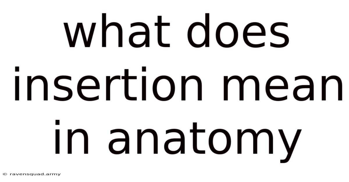 What Does Insertion Mean In Anatomy