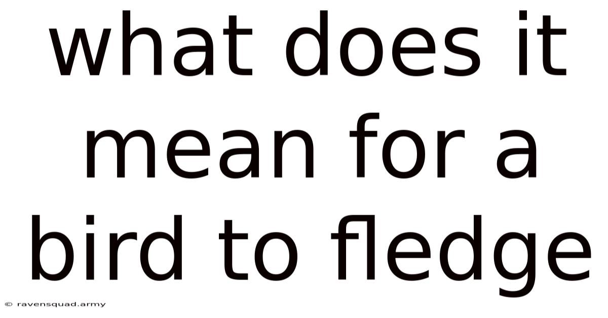 What Does It Mean For A Bird To Fledge