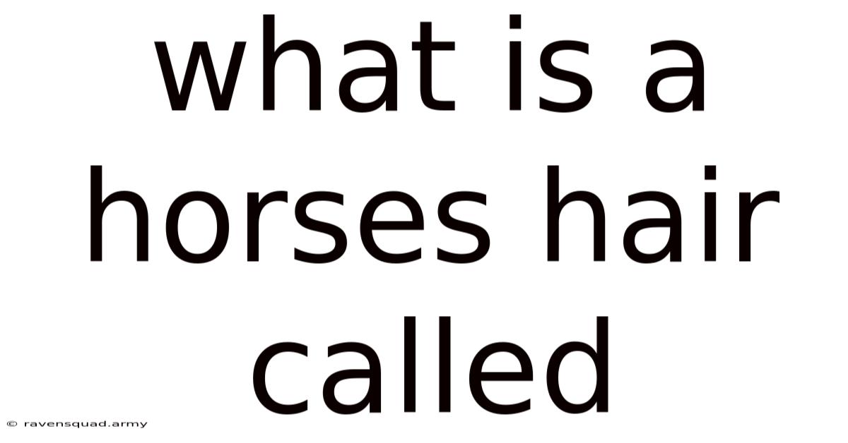 What Is A Horses Hair Called