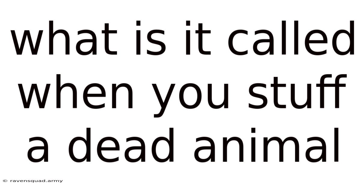 What Is It Called When You Stuff A Dead Animal