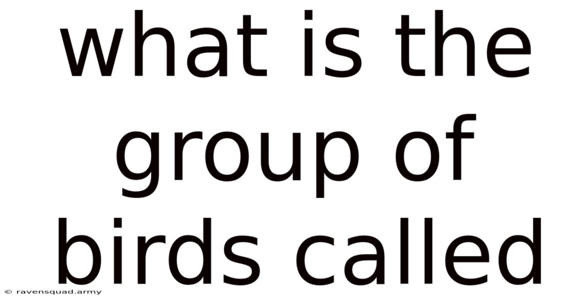 What Is The Group Of Birds Called