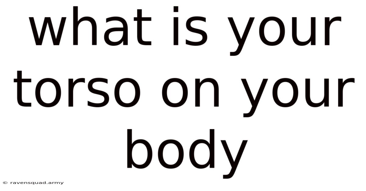 What Is Your Torso On Your Body